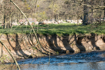 Flusslandschaft mit Schafen und Lämmern an der Inde in Stolberg