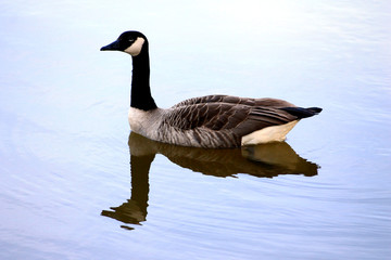 Obraz premium Kanadagans spiegelt sich im See