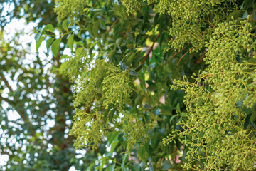 Fototapeta na wymiar shrub full of small green berries