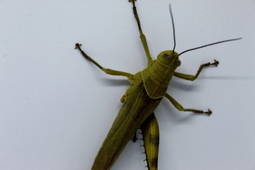 Yellow grasshopper  in the white background 