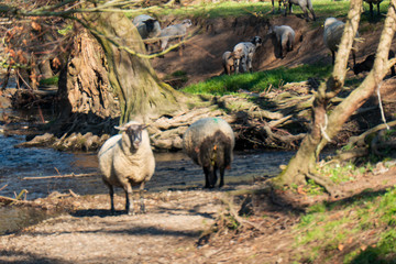 Flusslandschaft mit Schafen und Lämmern an der Inde in Stolberg