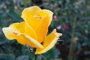 Beautiful yellow roses flower in the garden