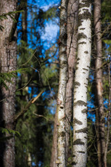 Trunk of a young birch in a forest in spring, vertical