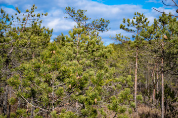 Young pine trees in a forest in spring with blue sky and clouds