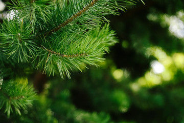 Fototapeta na wymiar Closeup photo of green needle pine tree. Blurred pine needles in background
