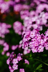 Purple phlox flowering in a flowerbed in a country garden