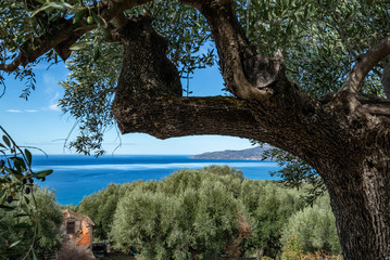 secular olive trees on the Tyrrhenian coast of Mediterranean sea. Pisciotta, Cilento, Salerno,...
