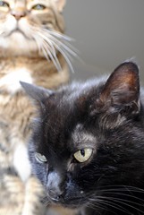 Chat