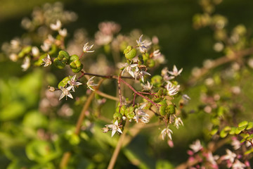 Crassula flowers blooming in garden