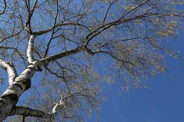 Birch with earrings in spring against the blue sky