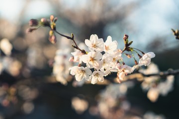 Beautiful cherry blossoms blooming in spring