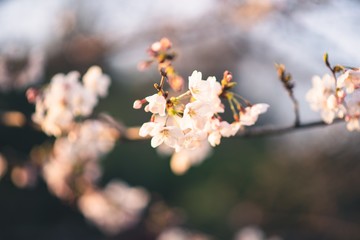 Beautiful cherry blossoms blooming in spring