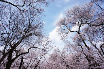 高遠小彼岸桜と青空1