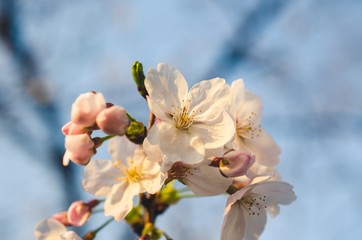 Beautiful cherry blossoms blooming in spring