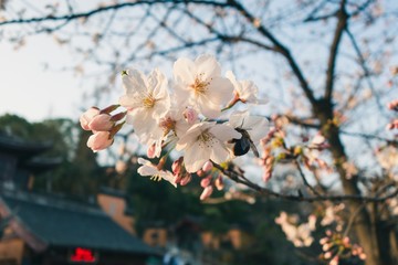 Beautiful cherry blossoms blooming in spring