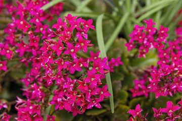 pink flowers in the garden