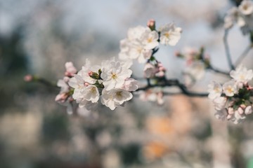 Beautiful cherry blossoms blooming in spring