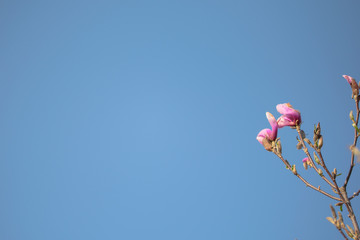 Nahaufnahme von einer Magnolienblüte mit blauen Himmel im Hintergrund und Platzhalter