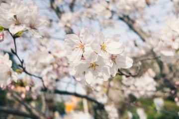 Obraz premium Beautiful cherry blossoms blooming in spring
