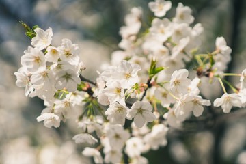 Beautiful cherry blossoms blooming in spring