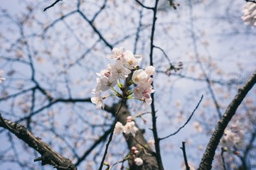 Beautiful cherry blossoms blooming in spring