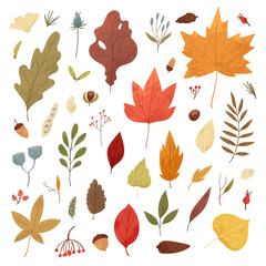 Fototapeta na wymiar Botanical autumn collection. Seasonal set of hand drawn colorful fallen leaves, twigs, berries, acorns, forest mushrooms, tree branches. Cartoon textured vector illustration in realistic style