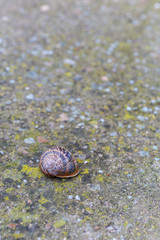 Concha de caracol com√∫n de jard√≠n. Helix aspersa.