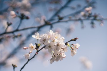Beautiful cherry blossoms blooming in spring