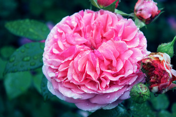 Pink Rose flower with raindrops. Rose flower close-up. Can be used in design, for printing postcards, covers, for web greetings.