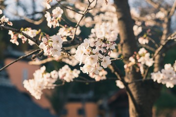 Beautiful cherry blossoms blooming in spring