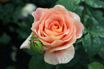 Rose flower with raindrops in the garden. Flowers close-up. It can be used in design, for printing cards, covers for notebooks, for web greetings.
