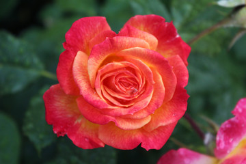 Rose flower with raindrops in the garden. Flowers close-up. It can be used in design, for printing cards, covers for notebooks, for web greetings.