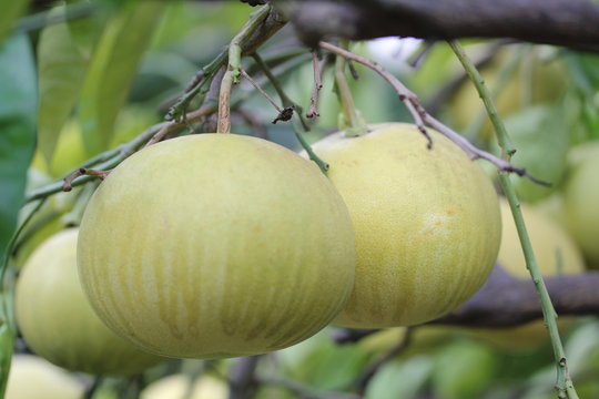 Pamplemoussier