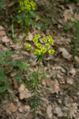 Euphorbia cyparissias