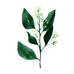 Isolated watercolor images of rosemary, eucalyptus, olive and other green plants