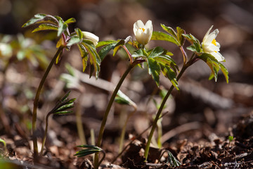 Beautiful anemones white flowers in sunny spring woods.