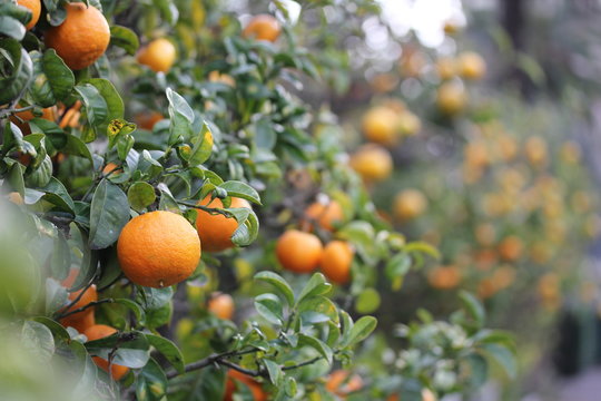Mandarinier