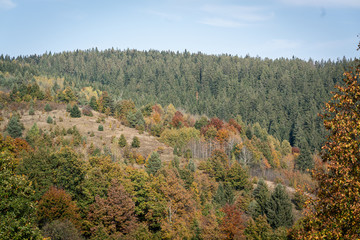 Fototapeta na wymiar Trees woodland forest rural countryside