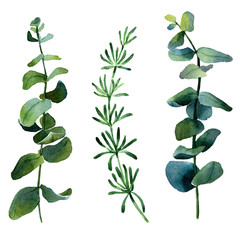 Isolated watercolor images of rosemary, eucalyptus, olive and other green plants