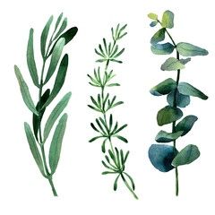Isolated watercolor images of rosemary, eucalyptus, olive and other green plants
