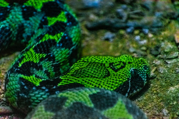 Blue and Green Snake
