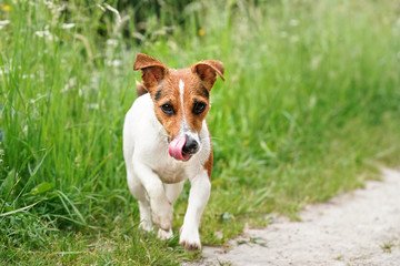 Small Jack Russell terrier walking towards camera on dust ground country road, licking nose with her tongue, green grass background