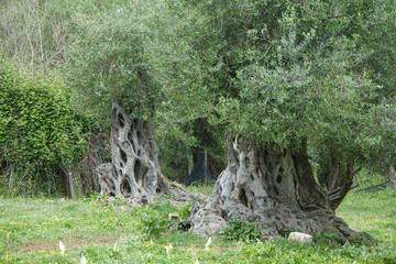 Olivenbäume