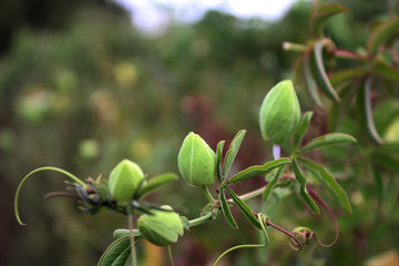 Green flowers leaf
