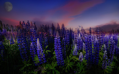 The magnificent blooms of the colors of purple lupins in the meadow. Sunset sky at dusk and round the big moon. Fantasy art photo.