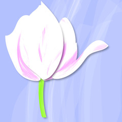 pink tulip on blue background