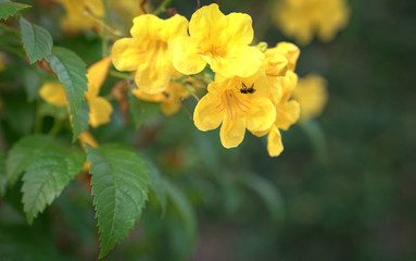 Bright yellow flowers. Nature background with copy space.