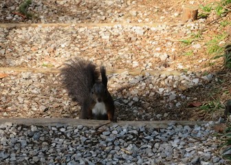 Europäisches Eichhörnchen