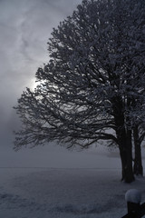Baum im Nebel im Winter