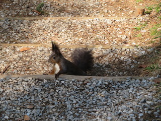 Europäisches Eichhörnchen